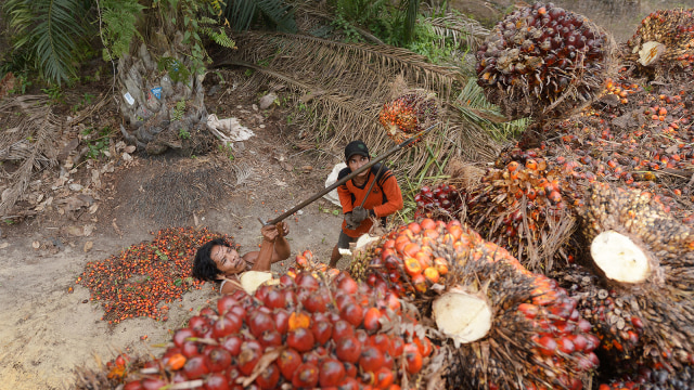 Pekerja memuat kelapa sawit ke dalam truk (Foto: AFP PHOTO / ADEK BERRY)