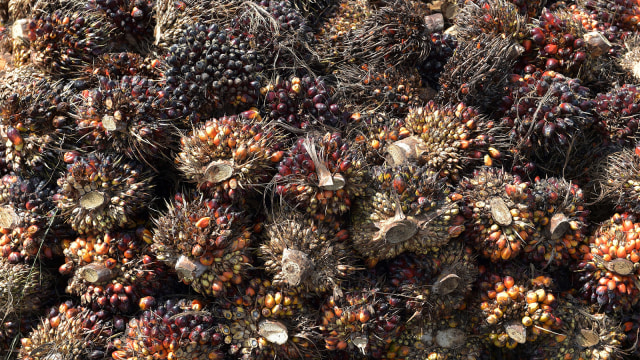 Tumpukan kelapa sawit (Foto: AFP PHOTO / Adek BERRY)