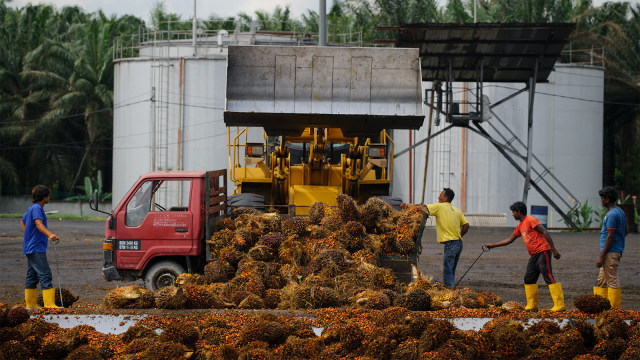 Pekerja memuat kelapa sawit (Foto: AFP PHOTO / MOHD RASFAN)