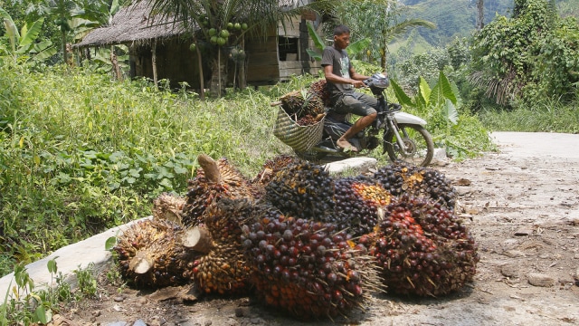 Pekerja membawa kelapa sawit menggunakan motor (Foto: AFP PHOTO / Kharisma Tarigan)