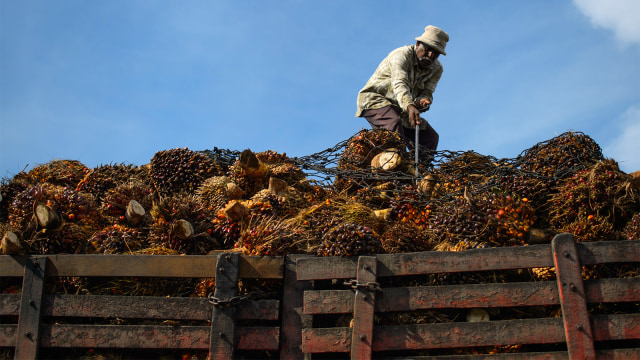 Pekerja memuat kelapa sawit ke dalam truk (Foto: AFP PHOTO / MOHD RASFAN)