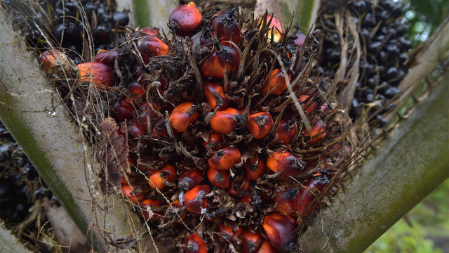 Kelapa sawit (Foto: AFP PHOTO / Adek Berry)