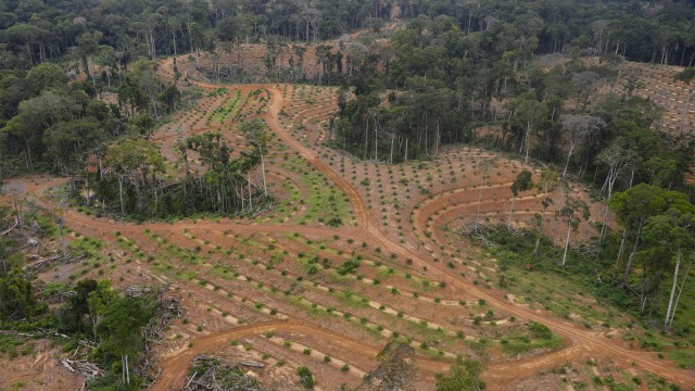 Lahan kelapa sawit (Foto: AFP PHOTO / XAVIER BOURGOIS)