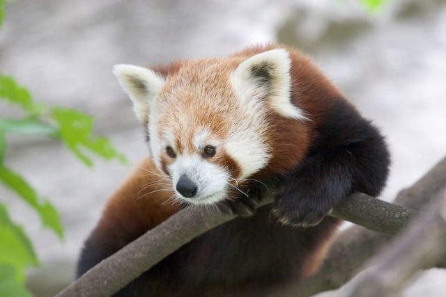 Panda Merah Hewan Lucu Nan Ganas Kumparan Com