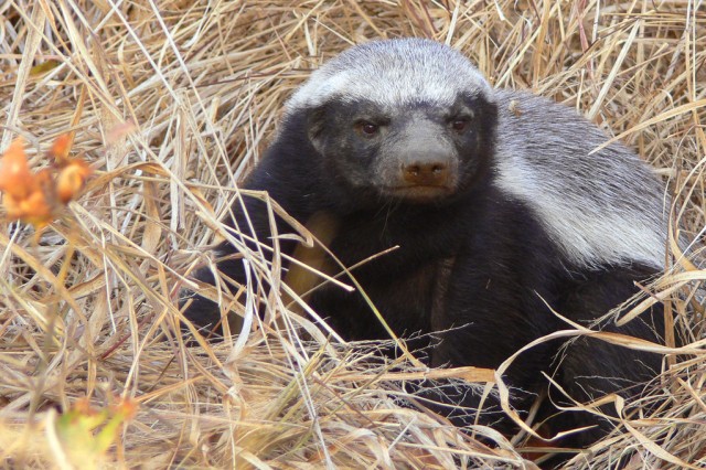 Ratel (Foto: flickr)