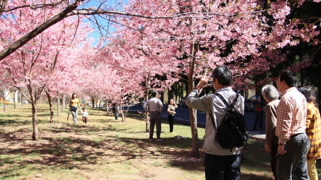 Sakura di Taiwan. (Foto: Flickr/H. Stephanie)