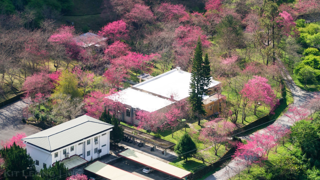 Sakura di Taiwan. (Foto: Flickr/阿奇)