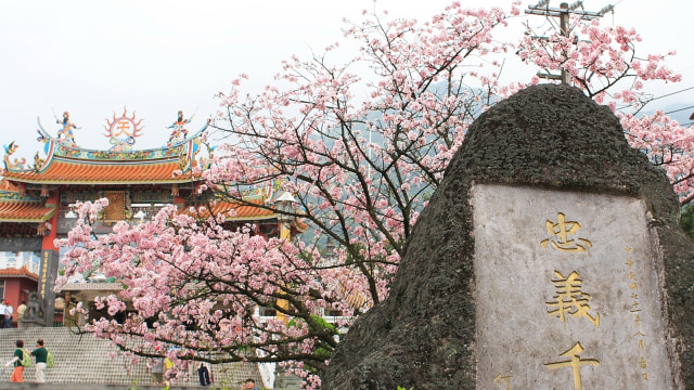Sakura di Taiwan. (Foto: Flickr/Antoni Liu)