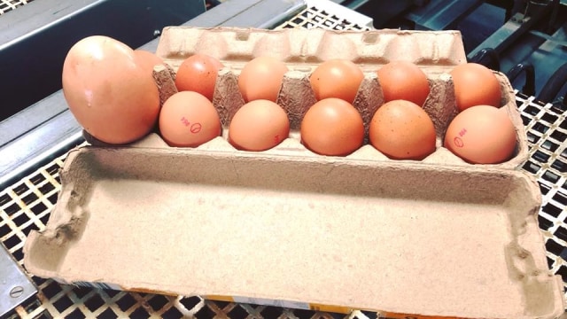 Telur raksasa di peternakan di Australia (Foto: Facebook Stockmans Eggs)