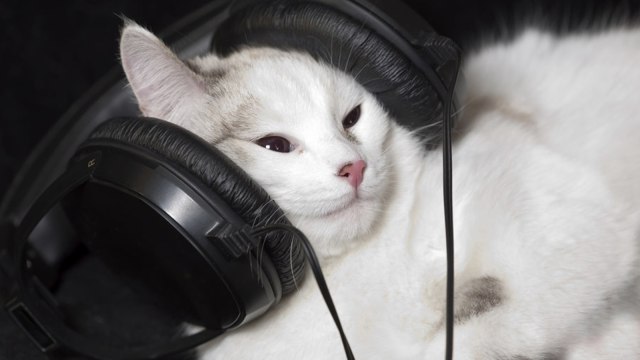 Ilustrasi kucing mendengarkan musik (Foto: Pinterest.com)