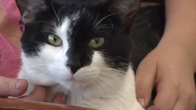 Kisah Heroik Seekor Kucing Menyelamatkan Nyawa Pemiliknya