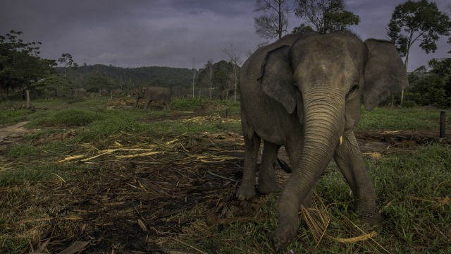 Gajah Sumatera (Foto: ANTARA FOTO/FB Anggoro)