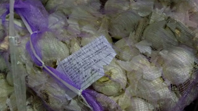 Bibit bawang putih  (Foto: Ela Nurlaela/kumparan)