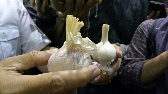 Bibit bawang putih  (Foto: Ela Nurlaela/kumparan)