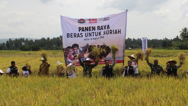 Petani Aceh siapkan 1000 ton beras untuk Suriah (Foto: Zuhri Noviandi/kumparan)