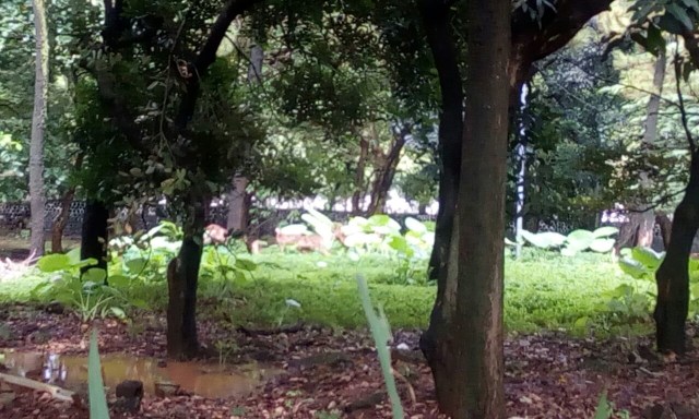 Rusa di Taman Makam Pahlawan (Foto: Rizki Mubarok/kumparan)