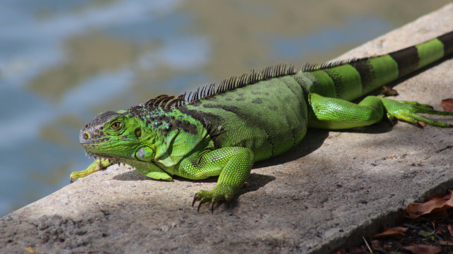 Iguana di Florida (Foto: Normantas/Wikimedia Commons)