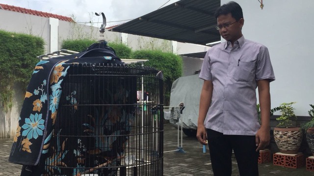 Cerita Warga Brebes Tolak Burung Murai Batunya Dibeli Jokowi