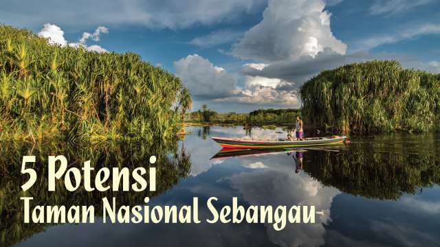 Infog Potensi Taman Nasional Sebangau (Foto: Chandra Dyah Ayuningtyas/kumparan)