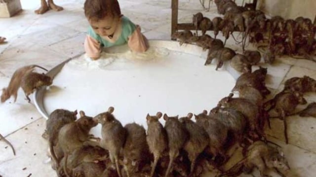 Kuil Karni Mata,  Kerajaan bagi 25 Ribu Ekor Tikus 