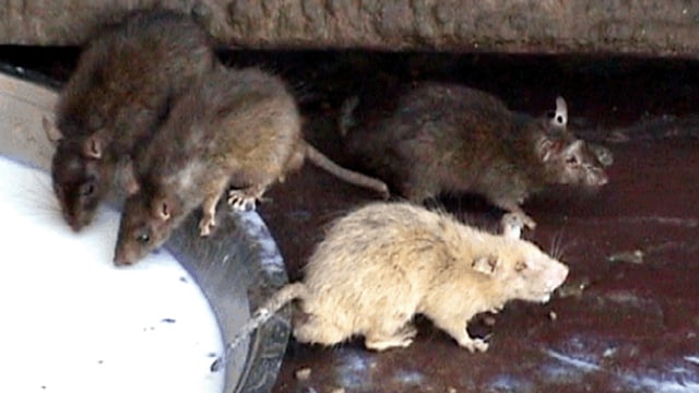 Kuil Karni Mata,  Kerajaan bagi 25 Ribu Ekor Tikus  (2)
