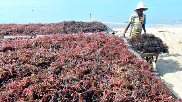 Petani memanen rumput laut (Foto: ANTARA FOTO/Saiful Bahri)