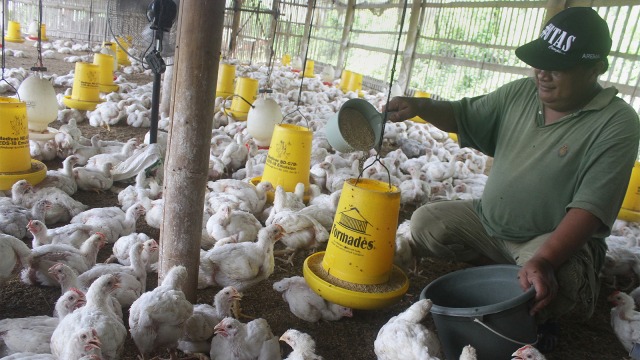 Peternak memberi makan ayam pedaging Foto: ANTARA FOTO/Ari Bowo Sucipto