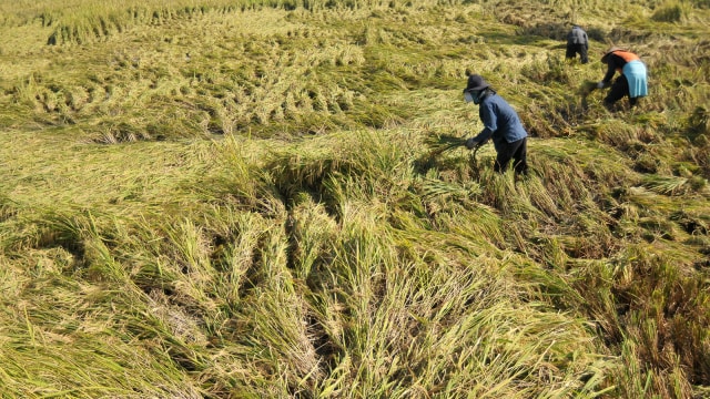 Petani memotong padi yang rebah (Foto: ANTARA FOTO/Ampelsa)