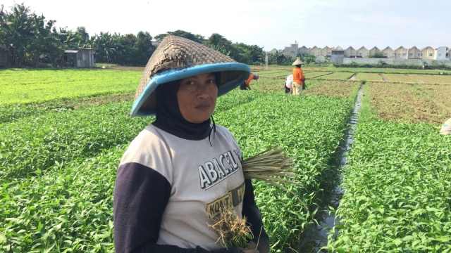 Petani di Cakung Timur. (Foto: Fachrul Irwinsyah/kumparan)