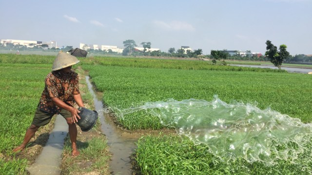 Petani di Cakung Timur. (Foto: Fachrul Irwinsyah/kumparan)