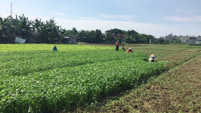 Petani di Cakung Timur. (Foto: Fachrul Irwinsyah/kumparan)