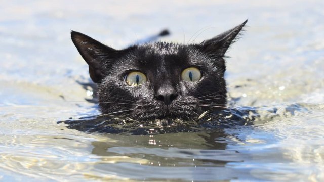 Natha, kucing yang gemar berenang. (Foto: Instagram/@nathan_thebeachcat)