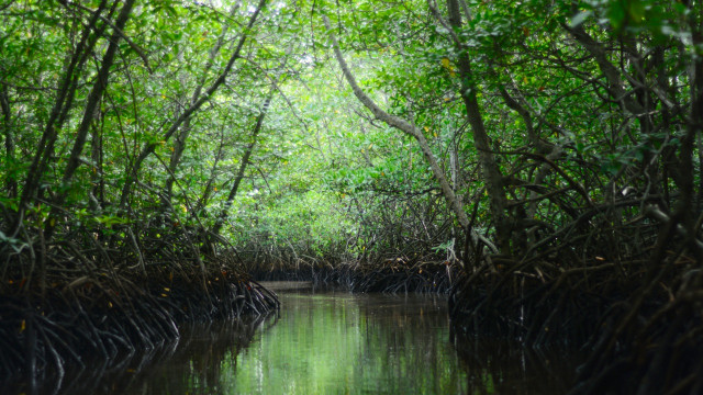 Wisata Hutan Mangrove Jungut Batu. (Foto: Intan Alfitry Novian/kumparan)