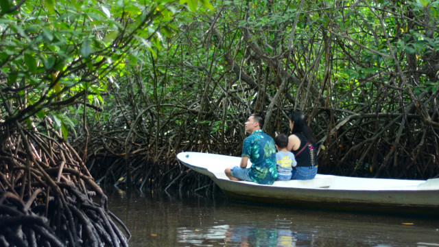 Wisata Hutan Mangrove Jungut Batu. (Foto: Intan Alfitry Novian/kumparan)