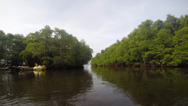 Wisata Hutan Mangrove Jungut Batu. (Foto: Intan Alfitry Novian/kumparan)