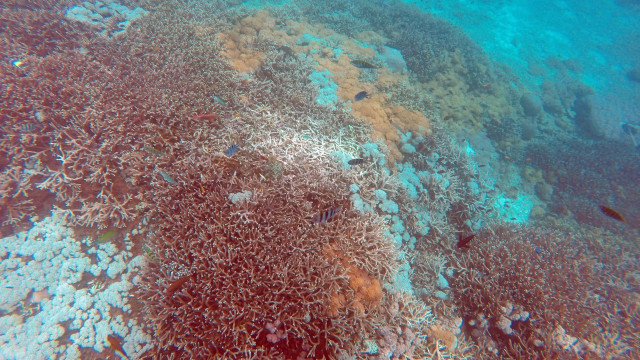 Kondisi terumbu karang di Mangrove Point, Bali (Foto: Intan Alfitry Novian/kumparan)