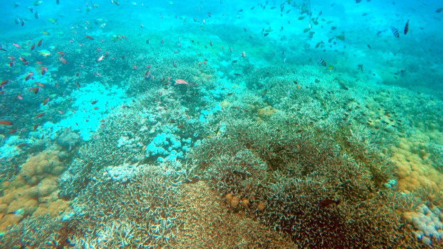 Kondisi terumbu karang di Mangrove Point, Bali (Foto: Intan Alfitry Novian/kumparan)