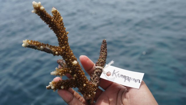 Terumbu karang yang di adopsi oleh kumparan (Foto: Intan Alfitry Novian/kumparan)