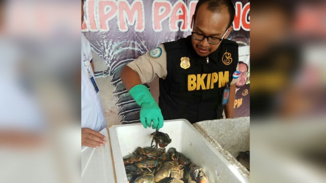 Pengiriman Kepiting Bertelur melalui Bandara Minangkabau Digagalkan