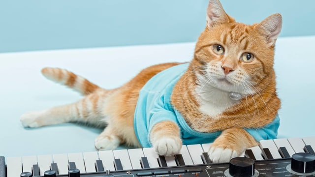 Bento, si kucing keyboard. (Foto: Keyboard Cat/Facebook)