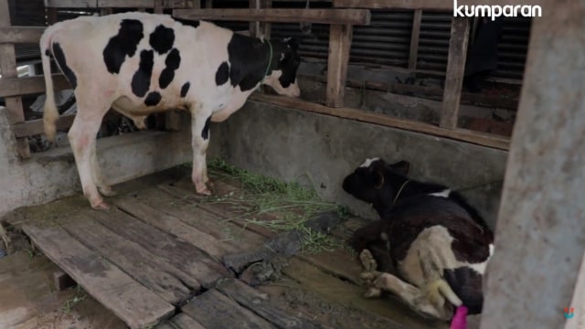 Peternakan sapi di pinggir sungai Citarum