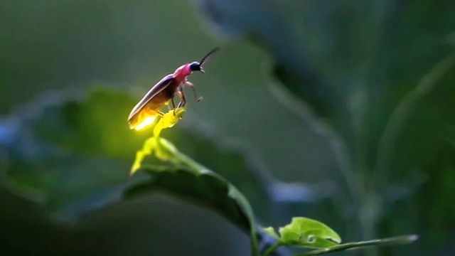 Kunang-kunang. (Foto: Radim Schreiber/YouTube)