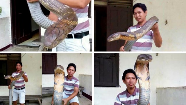 Ular Kobra di Kalimantan (Foto: Dok: Facebook Made Dwi Sudarmawan)