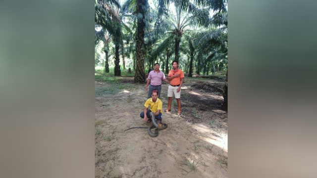 Ular kobra raksasa dilepas ke hutan. (Foto: Facebook/Made Dwi Sudarmawan)