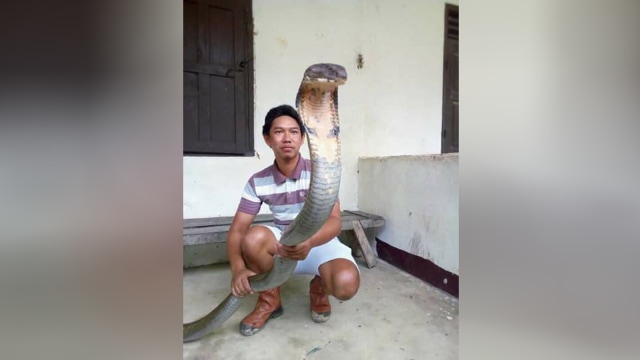 Ular King Cobra Raksasa di Kalimantan. (Foto: Facebook/Made Dwi Sudarmawan)