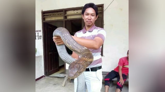 King cobra di Kalimantan. (Foto: Facebook/Made Dwi Sudarmawan)