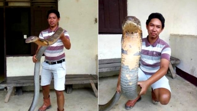 Ular King Cobra Raksasa di Kalimantan (Foto: Facebook/Made Dwi Sudarmawan)