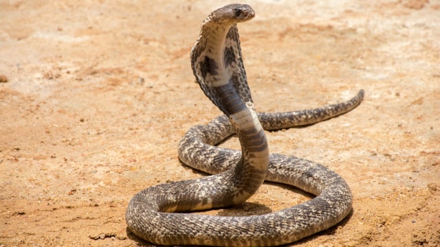 Ilustrasi ular kobra. Foto: Shutterstock
