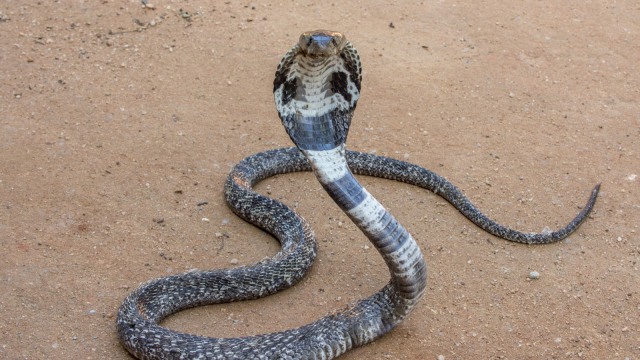 Ilustrasi ular kobra. Foto: Shutterstock