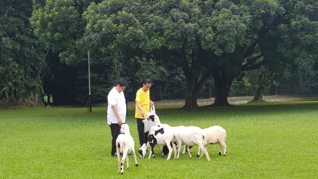 Jokowi dan Airlangga di Kebun Raya Bogor (Foto: Dok. Airlangga Hartarto)